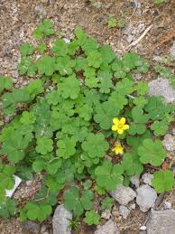 Attēlu rezultāti vaicājumam “Oxalis corniculata”