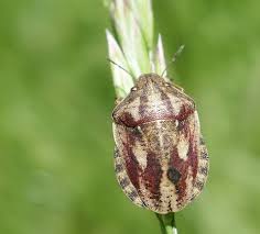 Attēlu rezultāti vaicājumam “Eurygaster testudinaria imago”