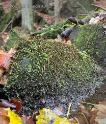 Attēlu rezultāti vaicājumam “Platyhypnidium riparioides”