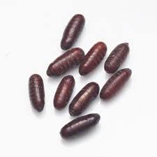 Attēlu rezultāti vaicājumam “Musca domestica”