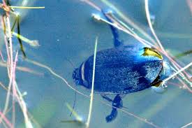 Attēlu rezultāti vaicājumam “Acilius sulcatus female”