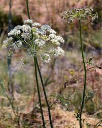 Attēlu rezultāti vaicājumam “Peucedanum oreoselinum flower”