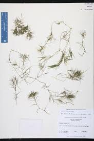 Attēlu rezultāti vaicājumam “Najas minor”