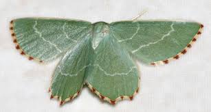 Attēlu rezultāti vaicājumam “Thalera fimbrialis”