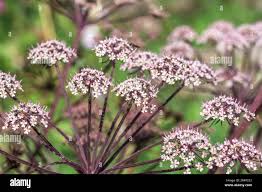 Attēlu rezultāti vaicājumam “Angelica sylvestris flower”