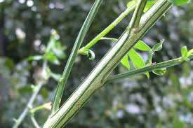 Attēlu rezultāti vaicājumam “Cytisus scoparius leaf”