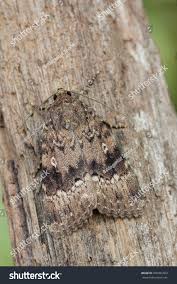 Attēlu rezultāti vaicājumam “Amphipyra pyramidea”