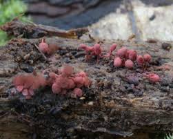 Attēlu rezultāti vaicājumam “Arcyria denudata spores”