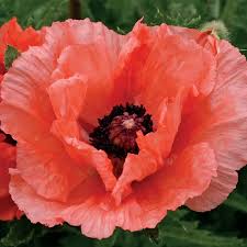 Image result for Papaver orientale