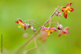 Attēlu rezultāti vaicājumam “Epimedium alpinum  flower”