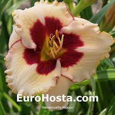 Image result for Hemerocallis `Moses Fire`