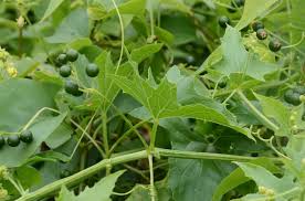 Attēlu rezultāti vaicājumam “Bryonia alba leaf”