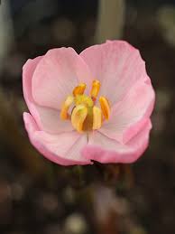 Attēlu rezultāti vaicājumam “Podophyllum hexandrum flower”
