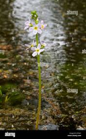 Attēlu rezultāti vaicājumam “Hottonia palustris flower”