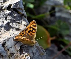 Attēlu rezultāti vaicājumam “Pararge aegeria”