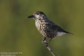 Image result for Nucifraga caryocatactes