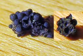 Attēlu rezultāti vaicājumam “Ruzenia spermoides”