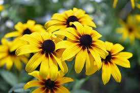 Image result for Rudbeckia