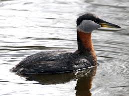 Attēlu rezultāti vaicājumam “Podiceps grisegena adult”