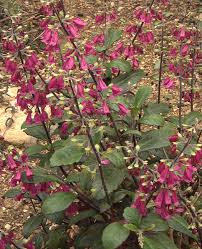 Attēlu rezultāti vaicājumam “Labiatae”