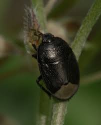 Attēlu rezultāti vaicājumam “Cydnidae”