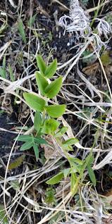 Attēlu rezultāti vaicājumam “Vicia pisiformis”