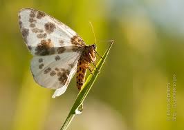 Attēlu rezultāti vaicājumam “Abraxas sylvata”