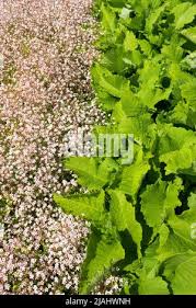 Attēlu rezultāti vaicājumam “Telekia speciosa leaf”