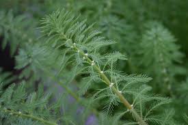 Attēlu rezultāti vaicājumam “Myriophyllum alterniflorum”