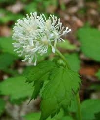 Attēlu rezultāti vaicājumam “Actaea spicata flower”