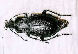 Attēlu rezultāti vaicājumam “Carabus nemoralis”