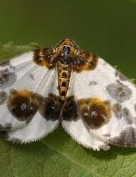 Attēlu rezultāti vaicājumam “Abraxas sylvata imago”