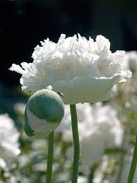 Image result for Papaver somniferum White Cloud