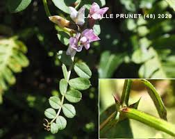 Attēlu rezultāti vaicājumam “Vicia sepium fruit”