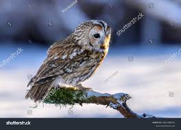 Attēlu rezultāti vaicājumam “Strix aluco female”