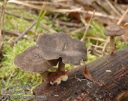 Attēlu rezultāti vaicājumam “Polyporus brumalis”