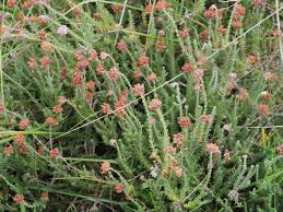 Attēlu rezultāti vaicājumam “Erica tetralix leaf”