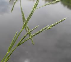 Attēlu rezultāti vaicājumam “Glyceria fluitans”