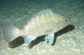 Image result for Hyporthodus niveatus