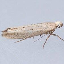 Attēlu rezultāti vaicājumam “Ypsolophidae”