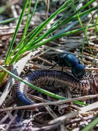 Attēlu rezultāti vaicājumam “Ommatoiulus vilnensis”