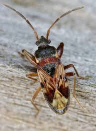 Attēlu rezultāti vaicājumam “Scolopostethus thomsoni”