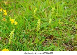 Attēlu rezultāti vaicājumam “Herminium monorchis flower”