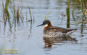 Attēlu rezultāti vaicājumam “Phalaropus lobatus”