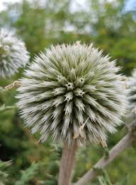 Attēlu rezultāti vaicājumam “Echinops sphaerocephalus flower”