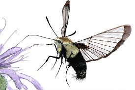 Attēlu rezultāti vaicājumam “Hemaris fuciformis”