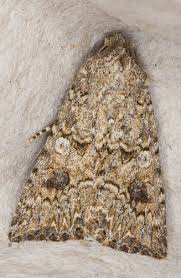 Attēlu rezultāti vaicājumam “Hadula trifolii”