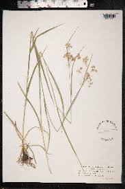 Attēlu rezultāti vaicājumam “Luzula luzuloides”