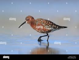 Attēlu rezultāti vaicājumam “Calidris ferruginea adult”