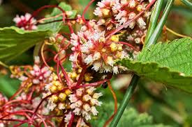 Attēlu rezultāti vaicājumam “Cuscuta europaea flower”